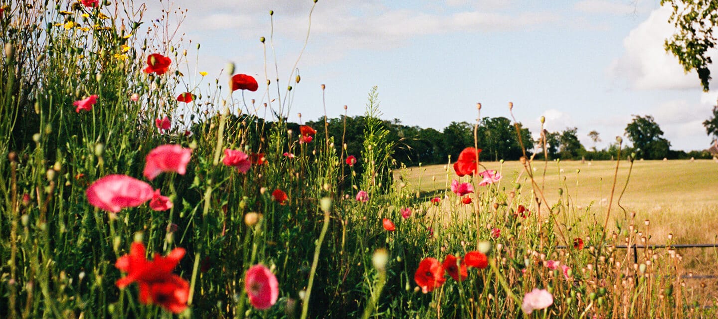A field with poppies